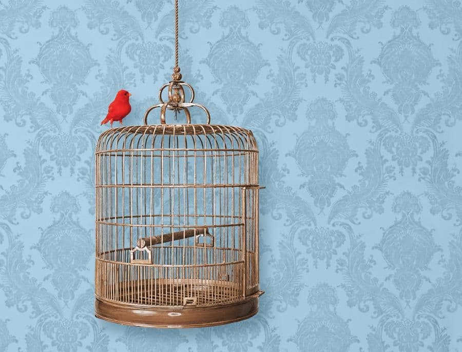 Taking Flight: Reflections of an Empty Nester