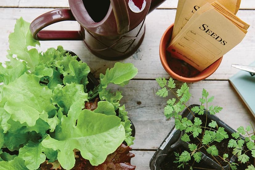 Backyard Bounty: How to Ensure Your Kitchen Garden Flourishes