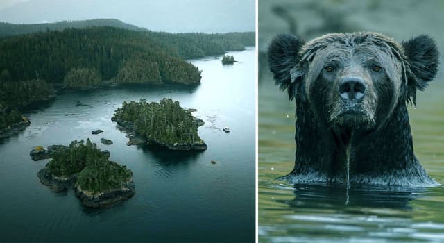 Awaken the Bear