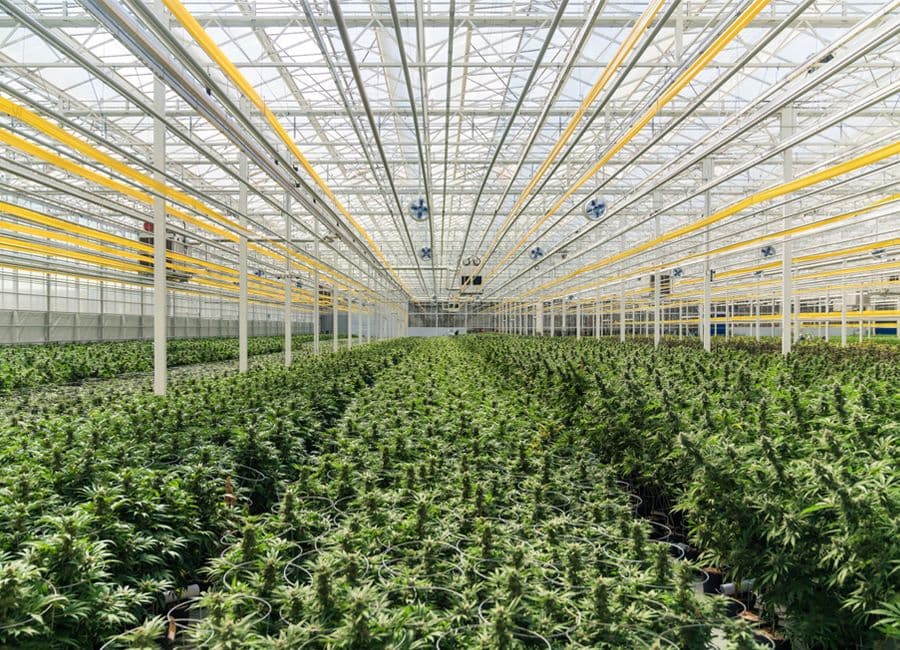 Medical Cannabis: Aphria’s Quality Promise