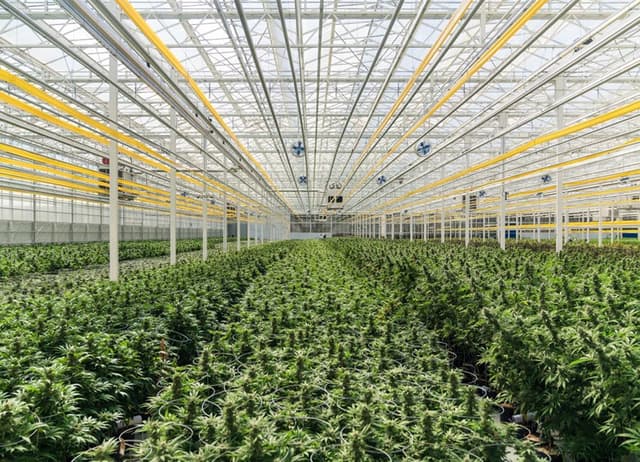 Medical Cannabis: Aphria’s Quality Promise