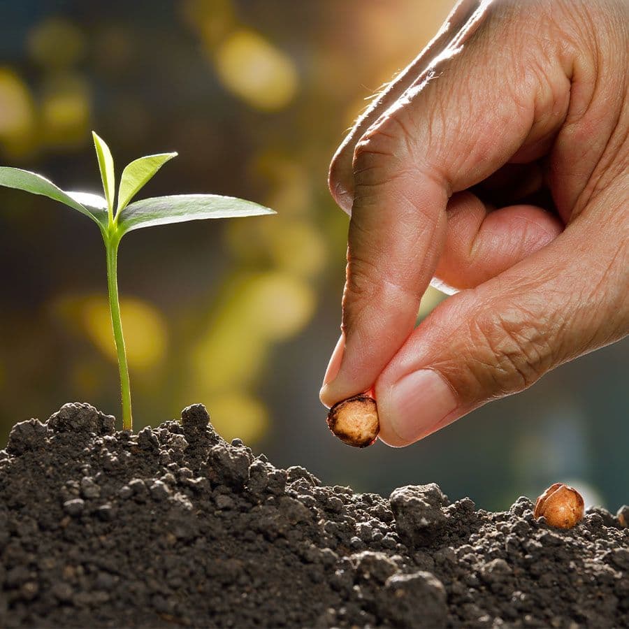 Seedkeeping