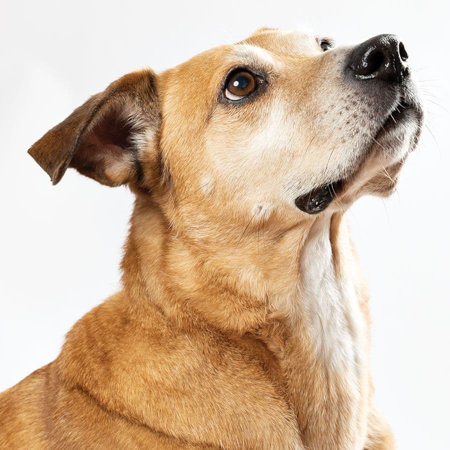 Pet Cause