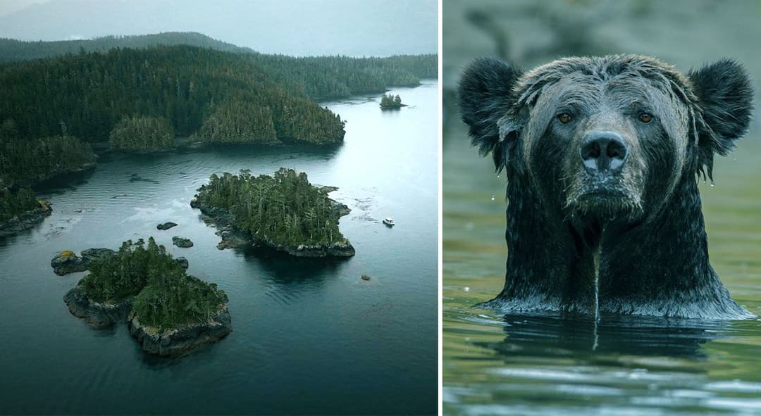 Awaken the Bear